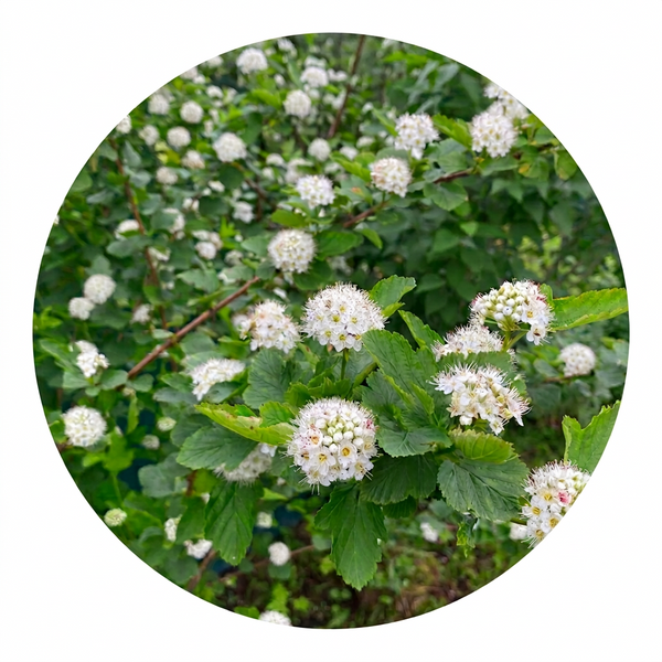 Shrubs