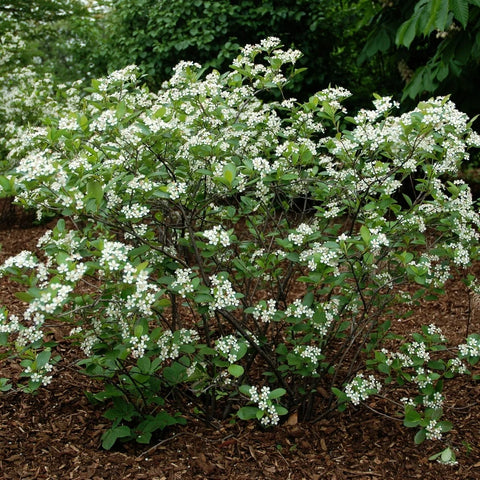 Black Chokeberry