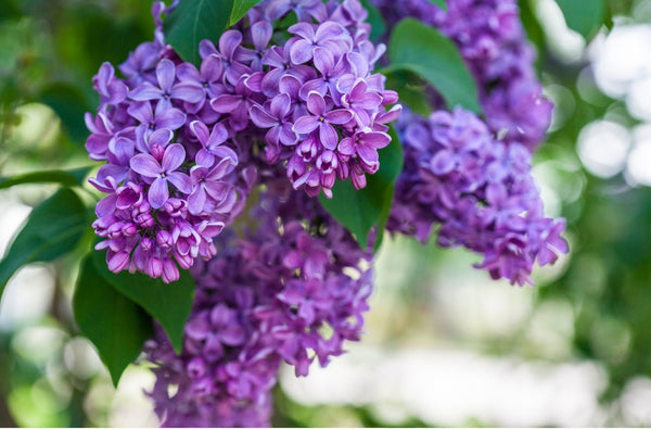 Lilac, Charles Joly