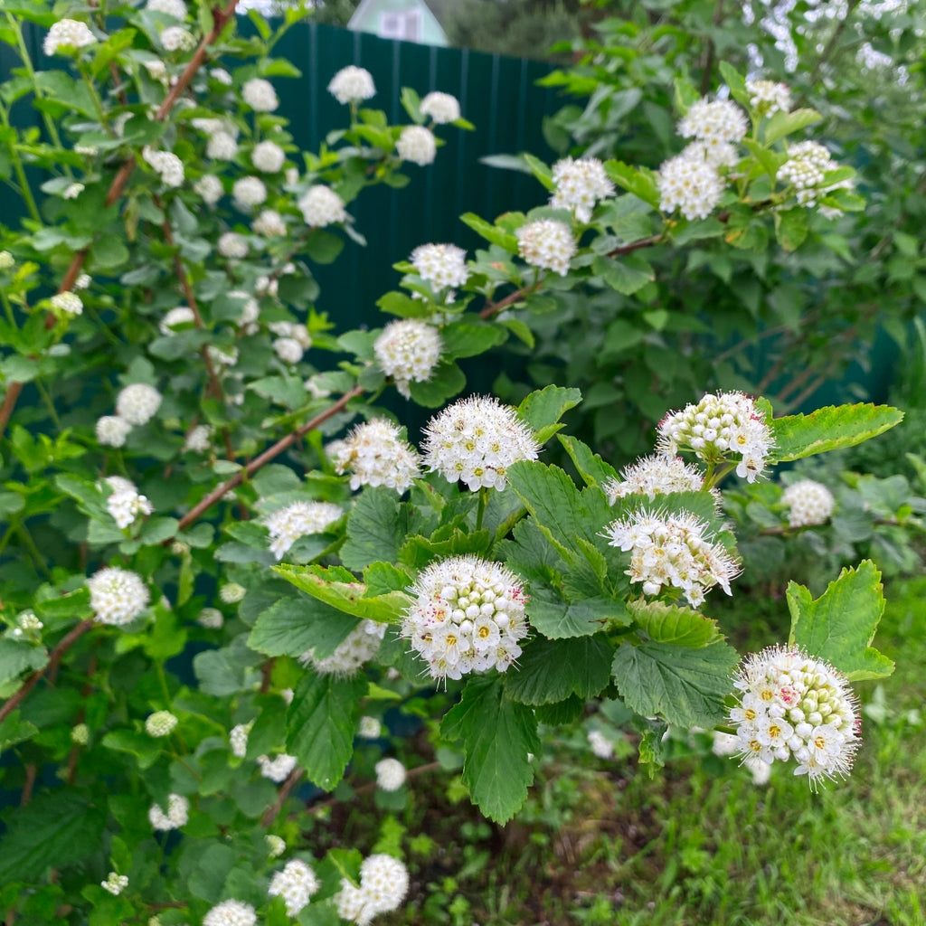 Ninebark, Common
