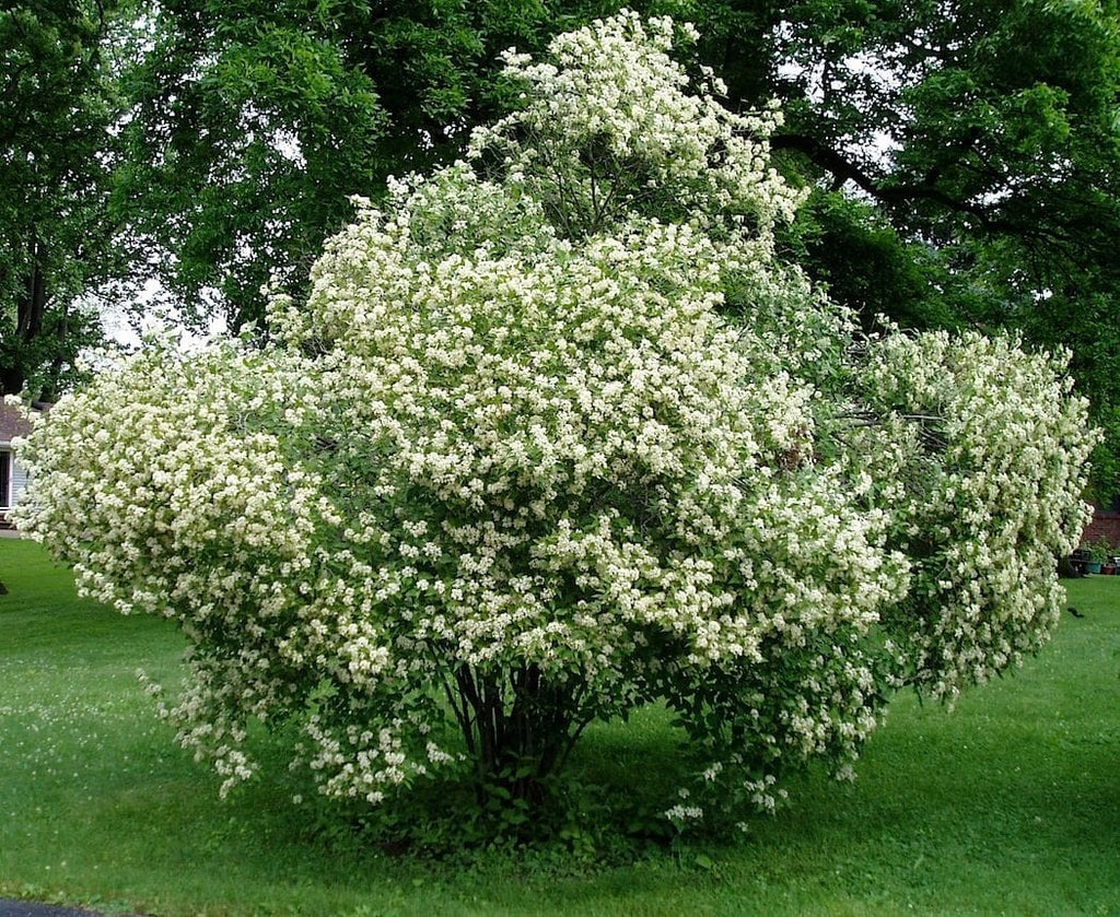 Dogwood, Gray