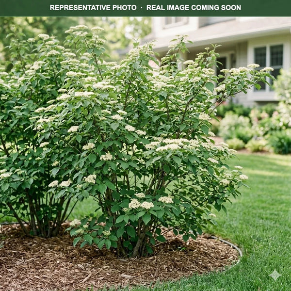Dogwood, Gray
