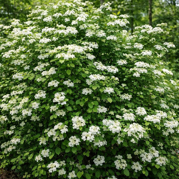 Highbush Cranberry Shrub