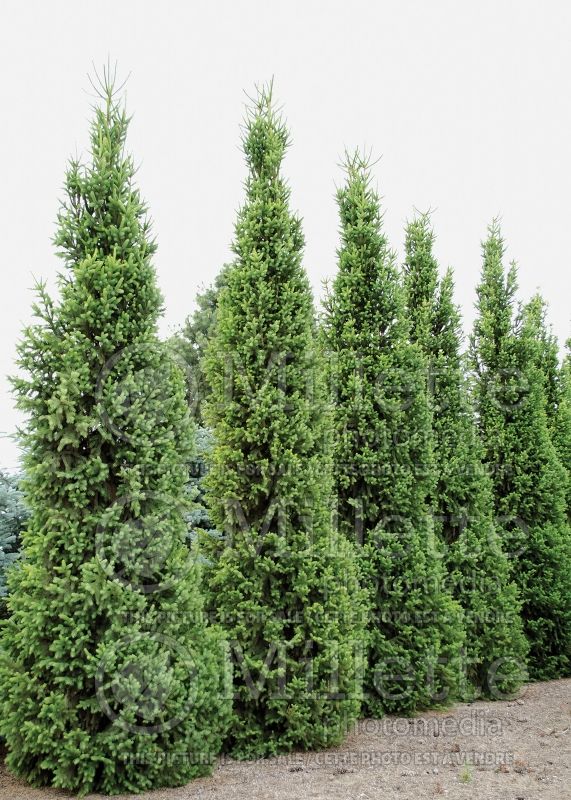 Norway Spruce