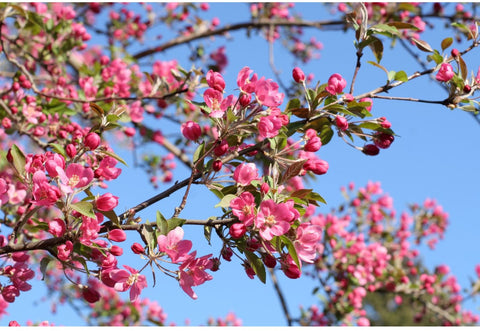 Crabapple, Scarlett