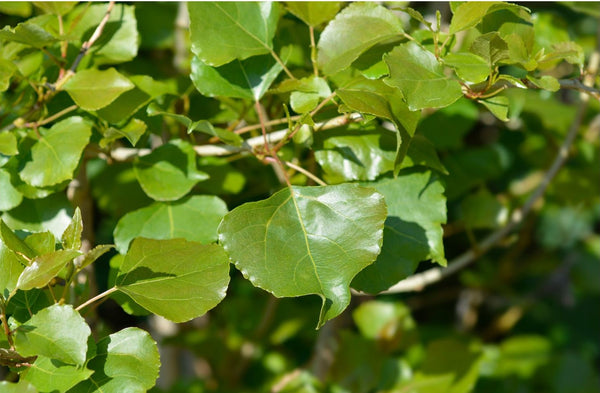 Siouxland Poplar