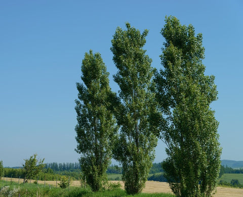 Siouxland Poplar