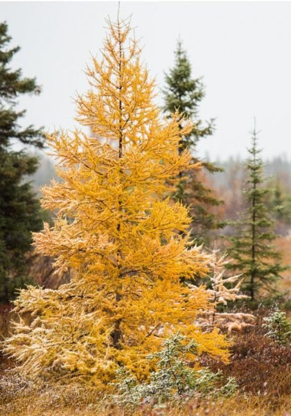 Tamarack