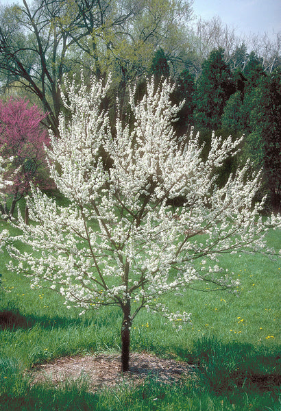 Plum, Wild