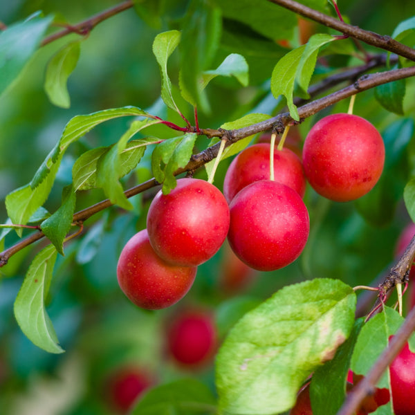 Plum, Wild
