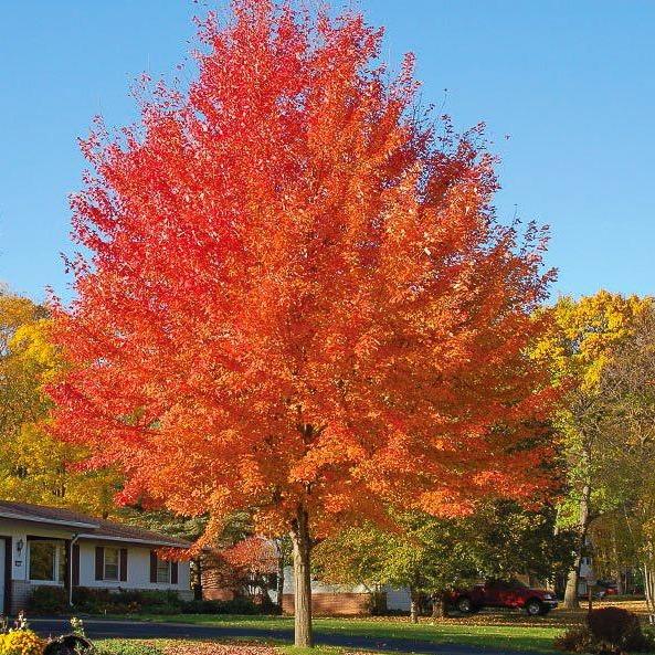 Maple, Autumn Blaze
