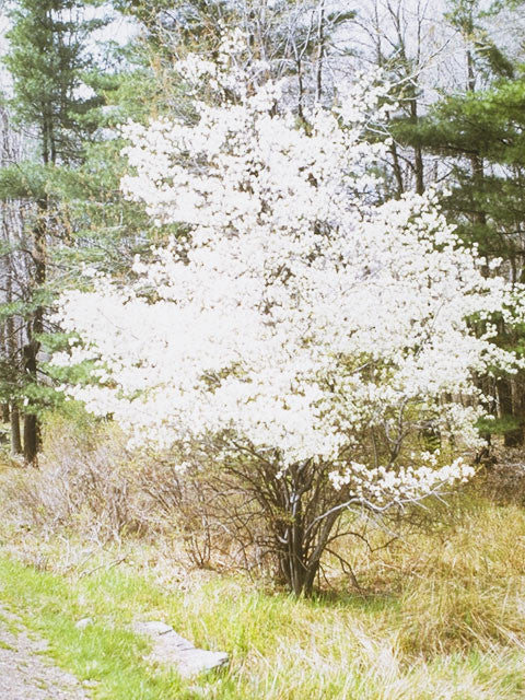 Serviceberry, Downy