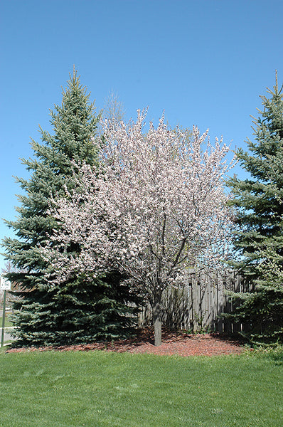 Newport Plum