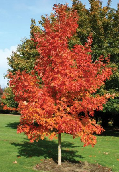 Maple, Fall Fiesta Sugar