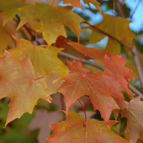 Maple, Fall Fiesta Sugar