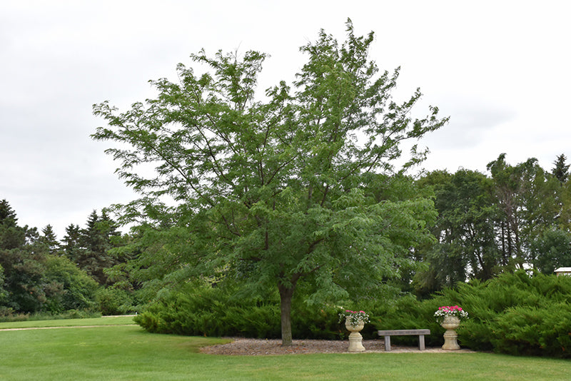 Northern Acclaim Honeylocust