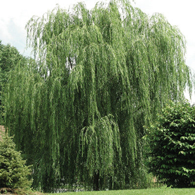 Willow, Prairie Cascade