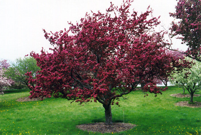 Crabapple, Profusion