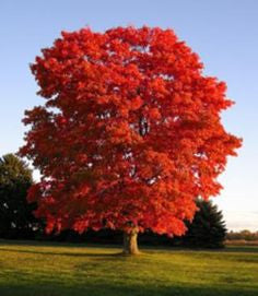 Maple, Native Red