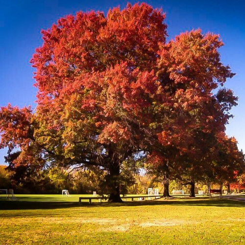 Oak, Red