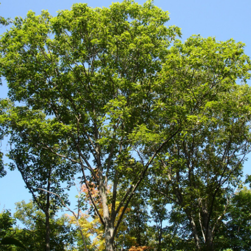 Oak, Red