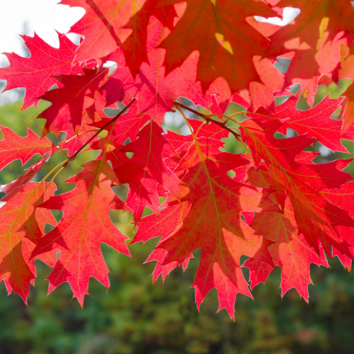 Oak, Red