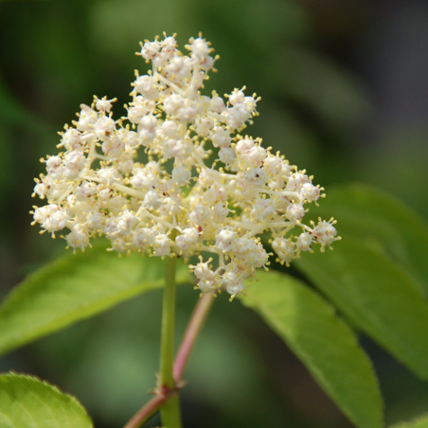 Elderberry, American