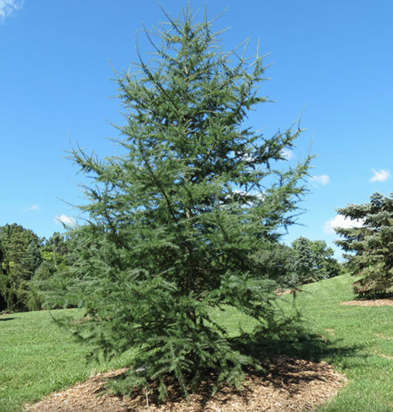 Tamarack