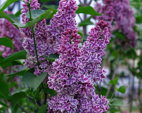 Sensation Lilac Shrub