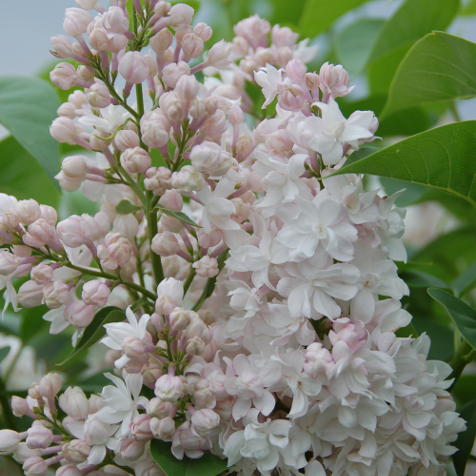 Lilac, Pride of Moscow