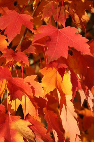 Maple, Armstrong Red