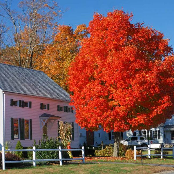 Maple, Autumn Blaze