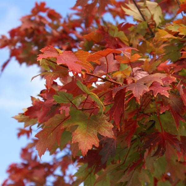 Maple, Autumn Blaze