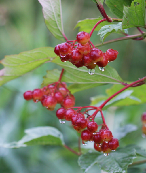 Highbush Cranberry Shrub