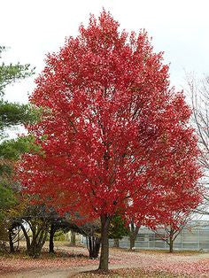 Maple, Armstrong Red