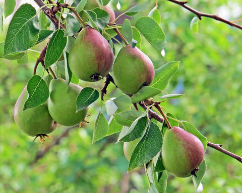 Pear, Golden Spice Eating