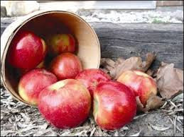 Apple, Honeycrisp Eating