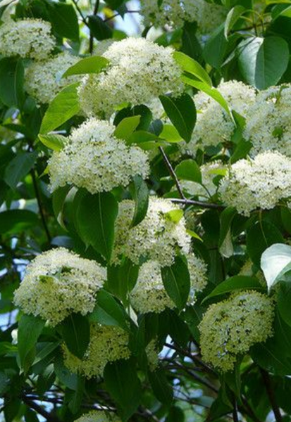 Nannyberry Shrub