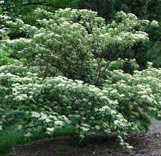 Dogwood, Pagoda